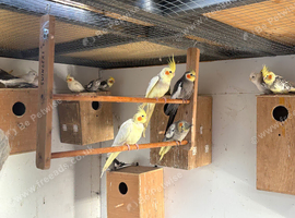 Cockatiels bengalese pair greenfinch javas