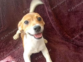 Jack Russell Puppies