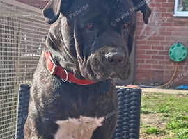 Cane corso 3 year old