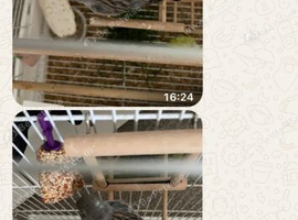 Lizard Canary and Cage