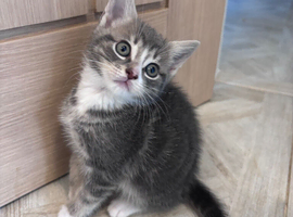 4 sweet kittens ready for finding a forever home