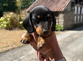 Miniature Dachshund Puppies