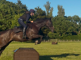 17.1 dark bay striking 9 year old gelding