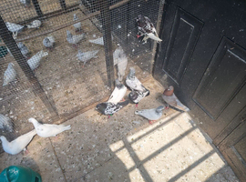 Pigeons for sale