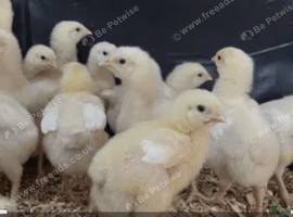 Warren 5 weeks old chicks