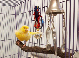 Canary pair 2026