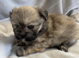 K C registered Lhasa Apso Puppies