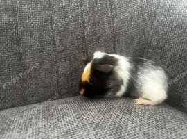 3 female guinea pig babies - still available ready to leave