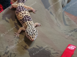 We have a beautiful female leapord geko for sale with enclosure and accessories