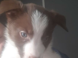 Border collie pups one boy left first pic ready to leave