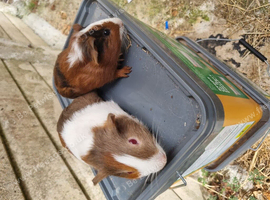 2 baby boys