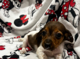 Dachshund xcross Chihuahua only 2 boys available