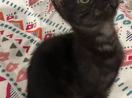 1 Black kitten  ready for her new homes