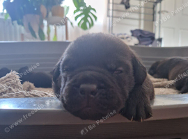 Bullador puppies