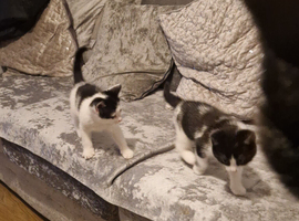 Kittens ready now 8 weeks old