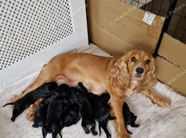 Cocker spaniel pups