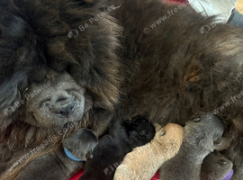Chow chow puppies for sale