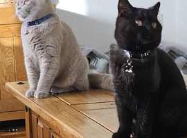 BSH kittens for sale