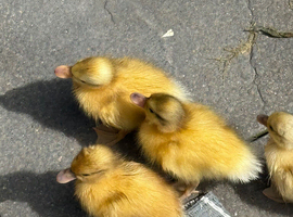 Beautiful Hand-Raised Call Duck &times; Snowy Mallard Ducklings