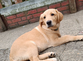 Goldador puppy