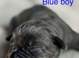 North American mastiff x cane corso