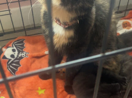 3 kittens