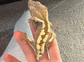 crested gecko