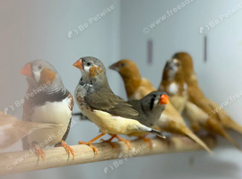 Zebra finches