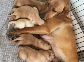 Beautiful goldador puppy&rsquo;s
