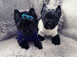 Mini Yorkshire terrier boys last one