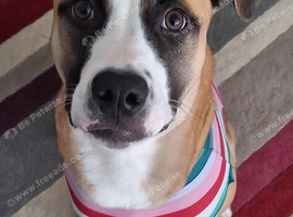 Beautiful Dog