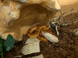 1-2 year old corn snake