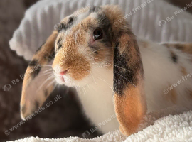 Female lop ear rabbit