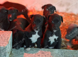Stunning Lurcher puppies