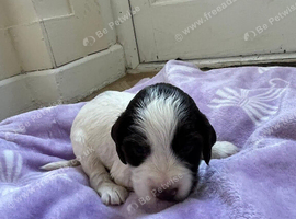 Beautiful litter of show spaniels