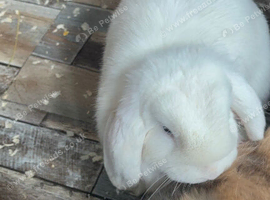 2 Sister Mini Lops