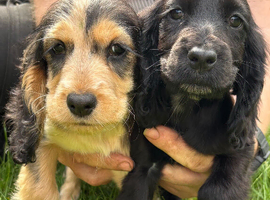 Beautiful Show Type Cocker Spaniel Puppies - Ready Now!