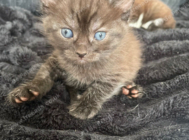 Ragdoll x Maine coon