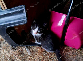 Kittens