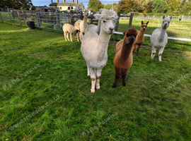 Female alpaca with male baby alpaca