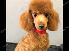 Toy poodle stud proven