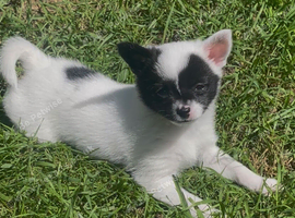 Pomeranian x chihuahua girl