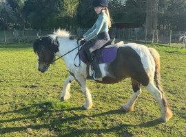 12hh tri coloured native pony
