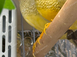 Star finches