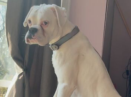 White boxer