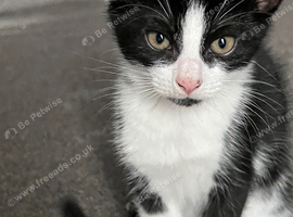 Black Kitten