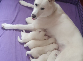 White Siberian Husky Pups
