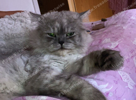 Persian cat