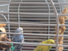 Budgies