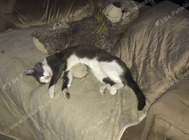 Missing Cat